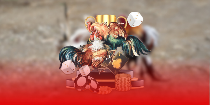 Cách tham gia hiệu quả tại đá gà THOMO CF789 Cách tham gia hiệu quả tại đá gà THOMO CF789