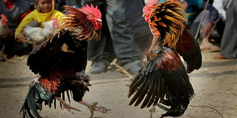  Hướng dẫn chi tiết chiến lược đá gà đòn 86bet