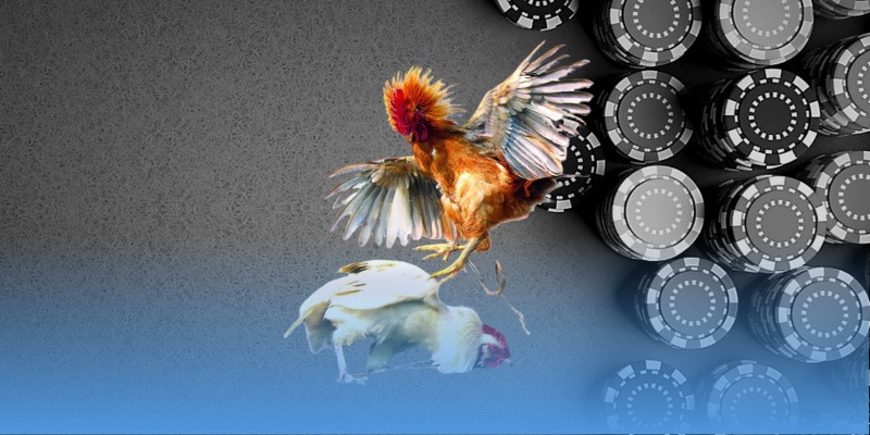 Giải thích đá gà MCW và sức hút của nền tảng Giải thích đá gà MCW và sức hút của nền tảng